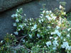 moupinense plant